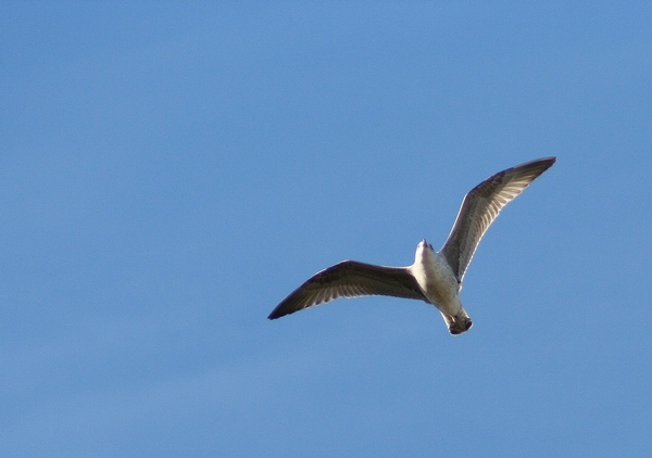 uccelli in volo